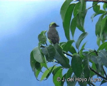 Lemon-browed Flycatcher - ML201311531