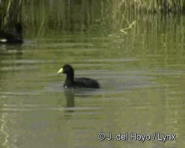 Slate-colored Coot - ML201311561