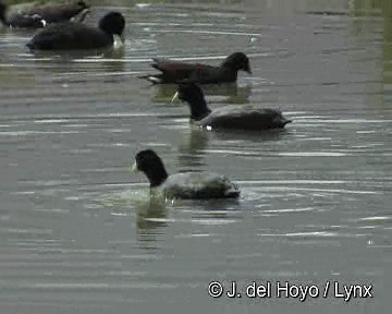 Slate-colored Coot - ML201311571