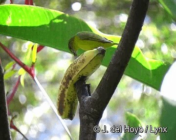 Thick-billed Euphonia - ML201311601