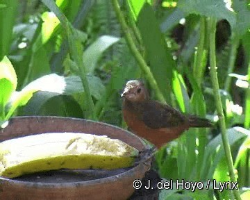 Tangara Picoplata - ML201311641