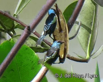 Tangara Cabeciazul - ML201311671