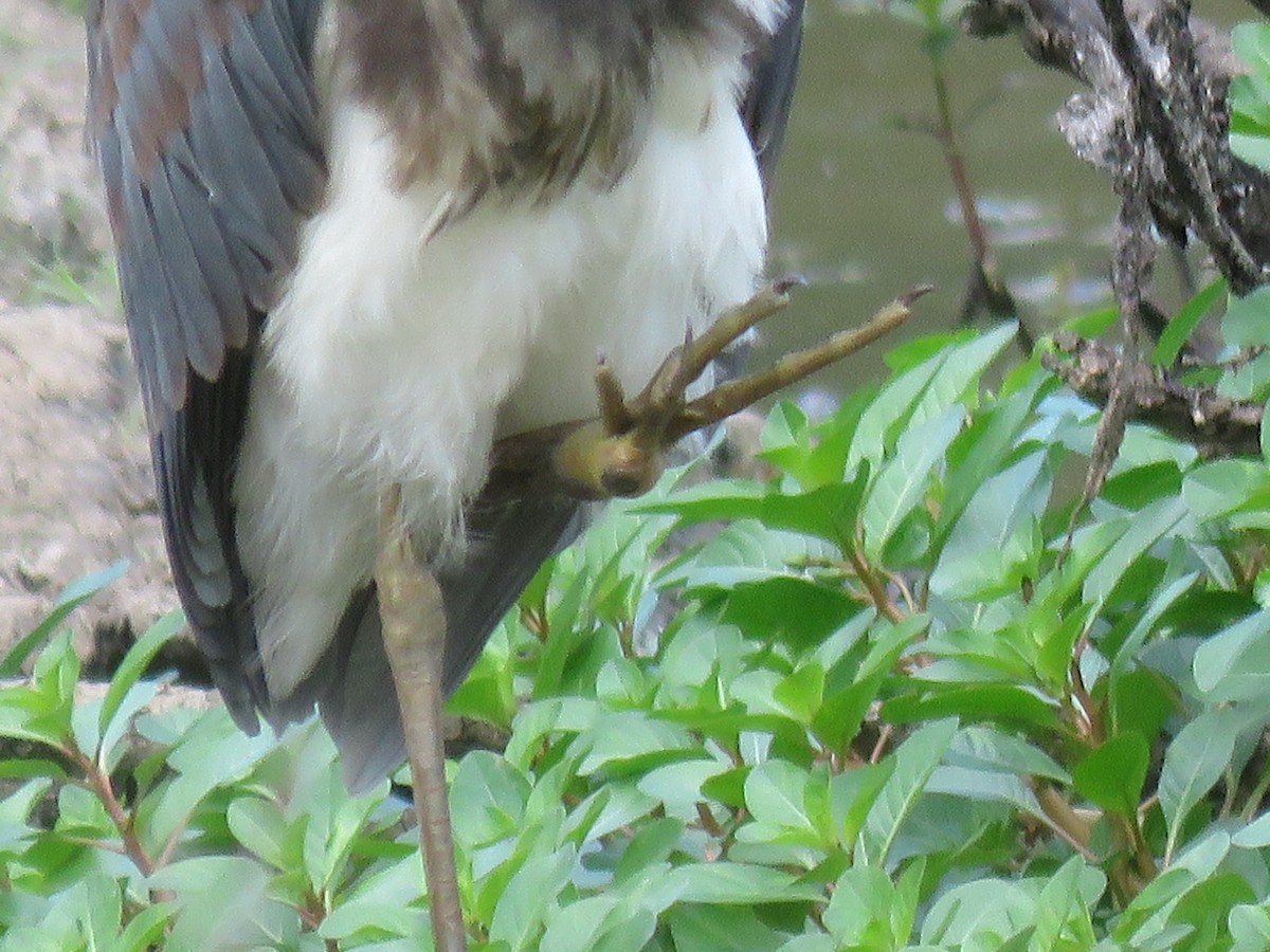 Tricolored Heron - ML20131171