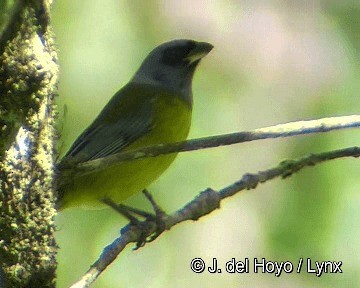 Blue-and-yellow Tanager - ML201311731