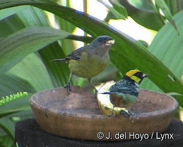 Blue-and-yellow Tanager - ML201311741