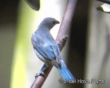 Blue-gray Tanager (White-edged) - ML201311751