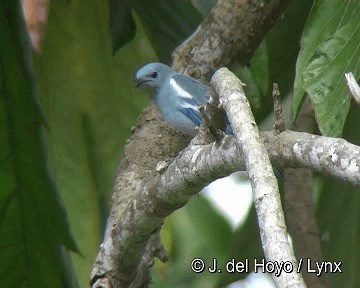 Blue-gray Tanager (White-edged) - ML201311761