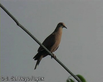 Zenaida Dove - ML201311781