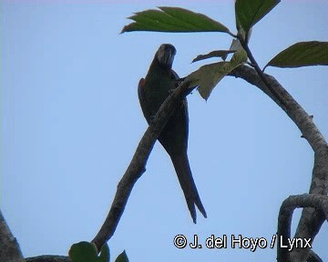 brunpanneara - ML201311841