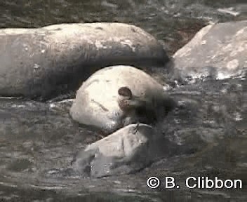Blue Duck - ML201311891