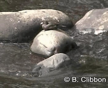 Blue Duck - ML201311901