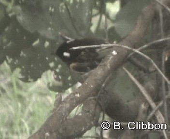 Stitchbird - ML201311921