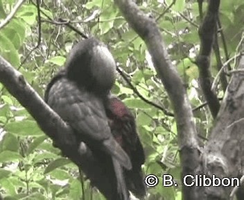 New Zealand Kaka - ML201311991