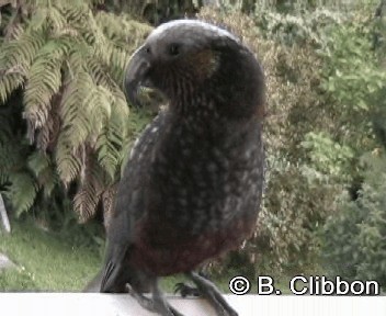 New Zealand Kaka - ML201312011