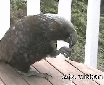 New Zealand Kaka - ML201312021