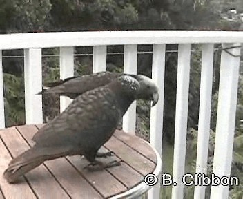 New Zealand Kaka - ML201312041