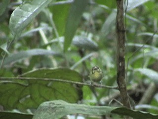 Golden-crowned Spadebill - ML201312081