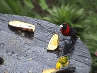 Crimson-collared Tanager - ML201312091