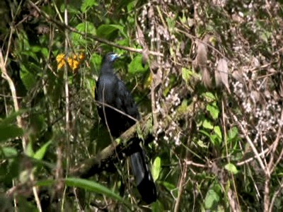 Black Guan - ML201312121