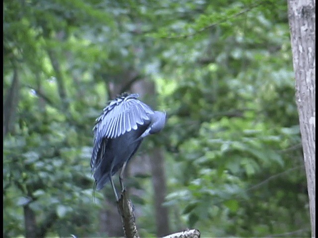 Little Blue Heron - ML201312211