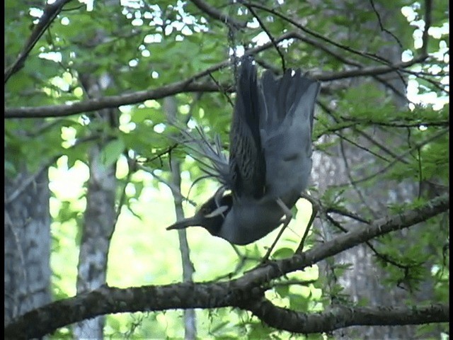 Bihoreau violacé (groupe violacea) - ML201312261
