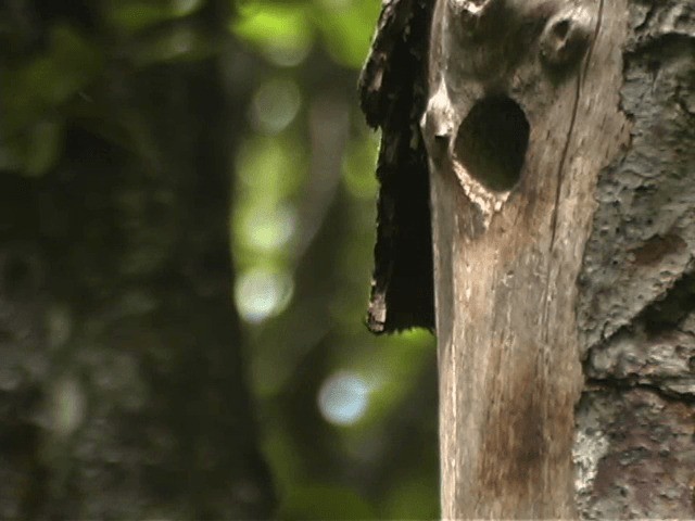 datel červenoprsý - ML201312271