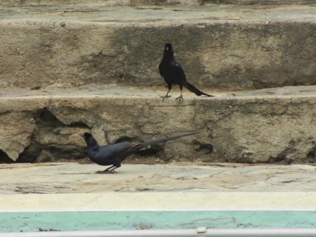 Bristle-crowned Starling - ML201312301