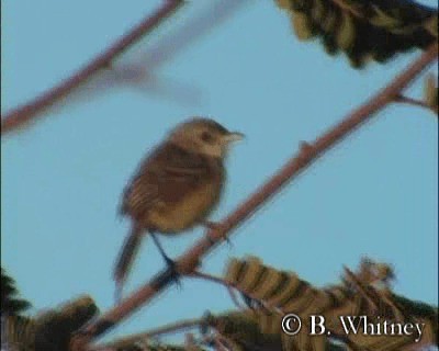 Rufous-sided Scrub-Tyrant - ML201312361