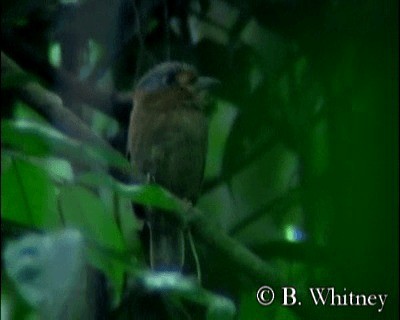 Rufous-necked Puffbird - ML201312371