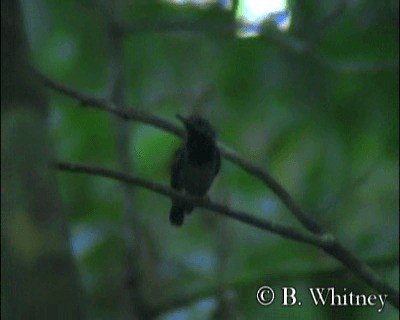 Long-winged Antwren - ML201312381