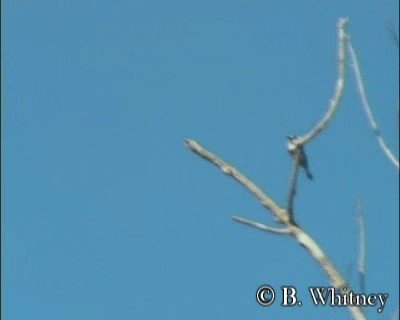 Brown-banded Puffbird - ML201312401