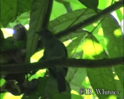 Plain-winged Antshrike - ML201312471