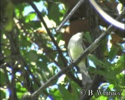 Small-billed Elaenia - ML201312511