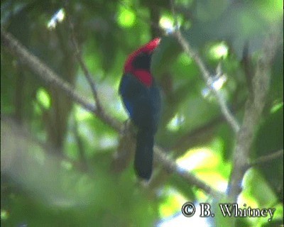 Helmeted Manakin - ML201312521