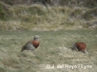 Ashy-headed Goose - ML201312671