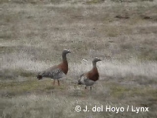 Cauquén Cabecigrís - ML201312691