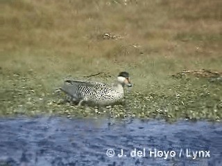 Cerceta Capuchina - ML201312771