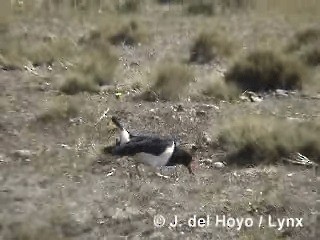 マゼランミヤコドリ - ML201312781