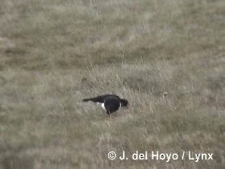 マゼランミヤコドリ - ML201312791