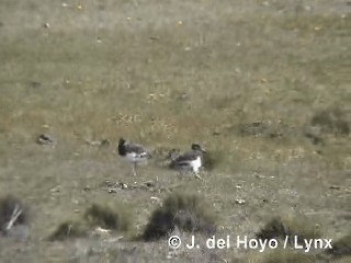 マゼランミヤコドリ - ML201312801