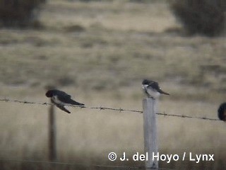 Golondrina Chilena - ML201312851