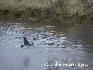 Chilean Swallow - ML201312861