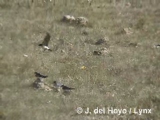 Golondrina Chilena - ML201312871