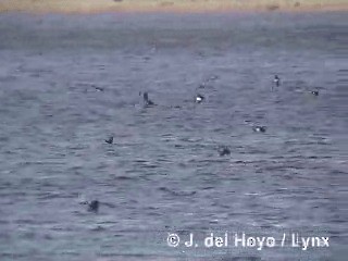 Chilean Swallow - ML201312881