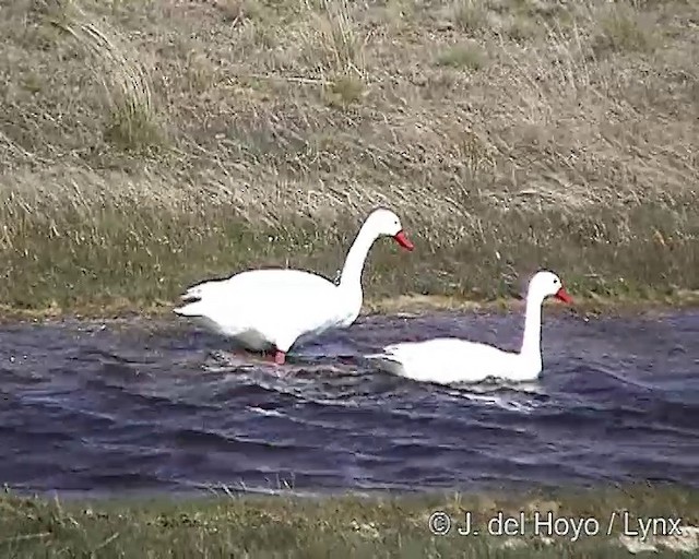 Coscoroba Swan - ML201312891