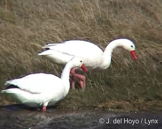 Coscoroba Swan - ML201312901