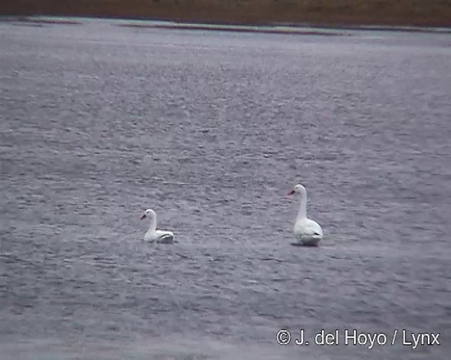 Coscoroba Swan - ML201312921