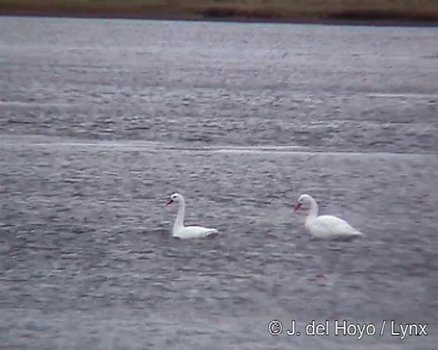 Coscoroba Swan - ML201312931