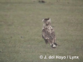 Crested Caracara (Southern) - ML201312941