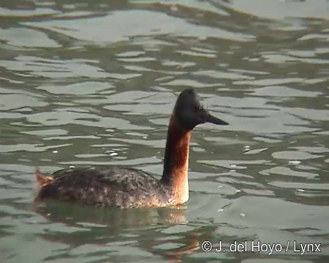 Great Grebe - ML201312991